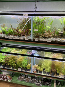 【おすすめ隊】Water plants lover│千葉のおすすめの水生植物専門店を紹介